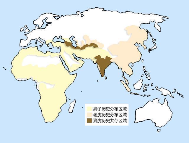 洞狮有多厉害？它以一己之力，阻止了老虎大量南迁？