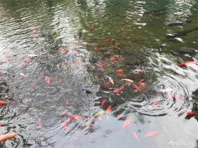 ​趵突泉位居济南七十二名泉之首，被誉为“天下第一泉”