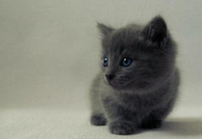 ​孤独陪伴者，可爱的猫咪，你了解多少