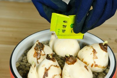 ​水仙花怎么繁殖