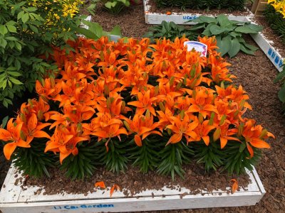 ​百合开完花后怎么处理