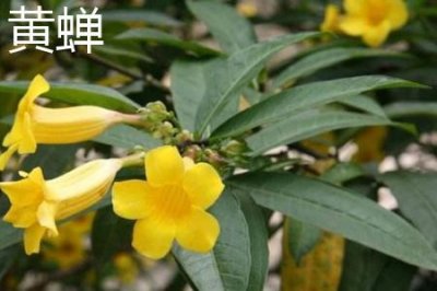 ​黄蝉和软枝黄婵的区别