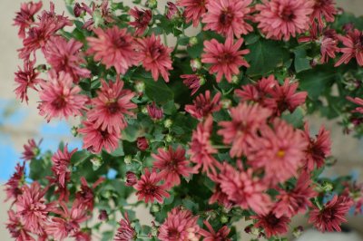 ​菊花茶有减肥功效吗