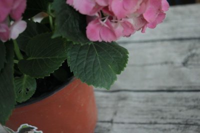 ​绣球花有毒吗