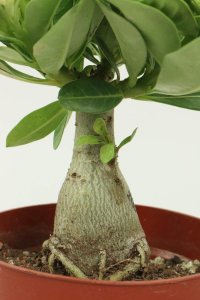 ​沙漠玫瑰春天怎么浇水