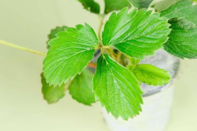 ​草莓种子怎么种