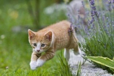​除了猫粮，猫咪还可以吃这6种食物，廉价又营养，一般家庭都有