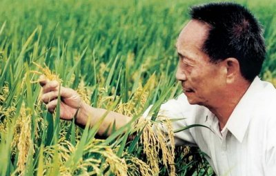 ​国士无双袁隆平院士，浅谈杂交水稻的意义