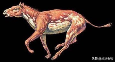 ​史前生物图鉴314-始祖马