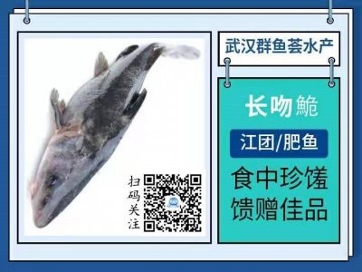 ​长吻鮠市场零售价多少钱一斤 长吻鮠的功效和作用