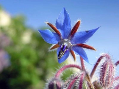 ​花色优美的琉璃苣，买点种子种花盆里都能生长