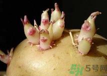土豆发芽了还能吃吗？发芽的土豆吃了会怎么样？