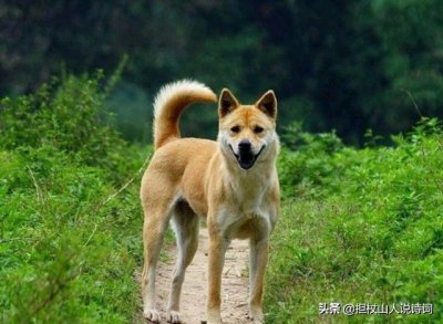 ​俗语：“尾巴向左，看门不用锁”，何意？挑选土狗太有讲究！
