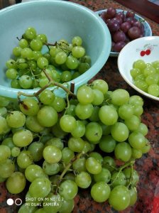 ​葡萄酵素的做法