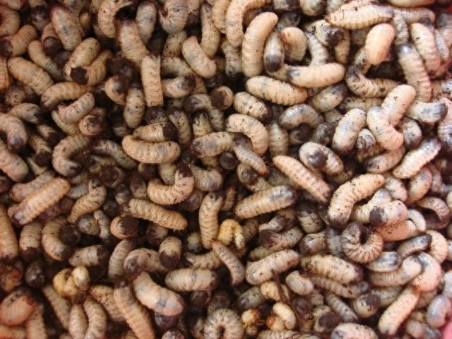 花生地的一大害虫老母虫，其吐出的黄水可治疗破伤风