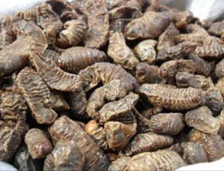 花生地的一大害虫老母虫，其吐出的黄水可治疗破伤风
