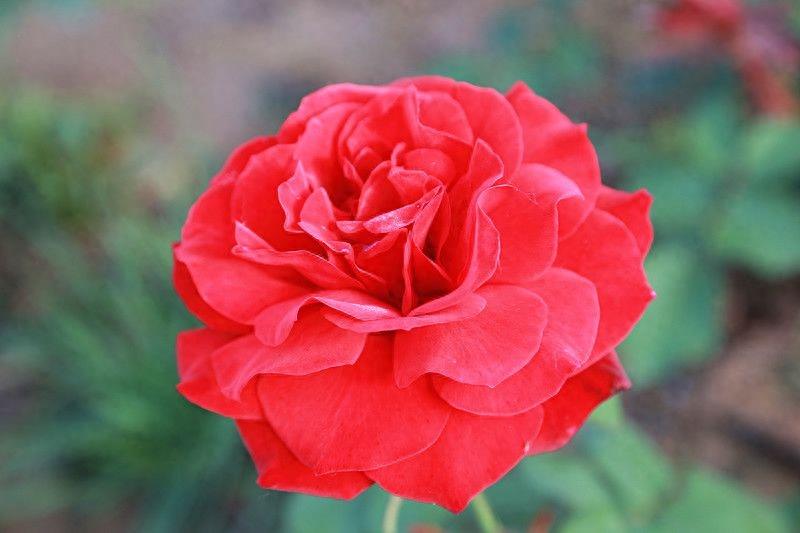 15种爱情之花，花语送给你