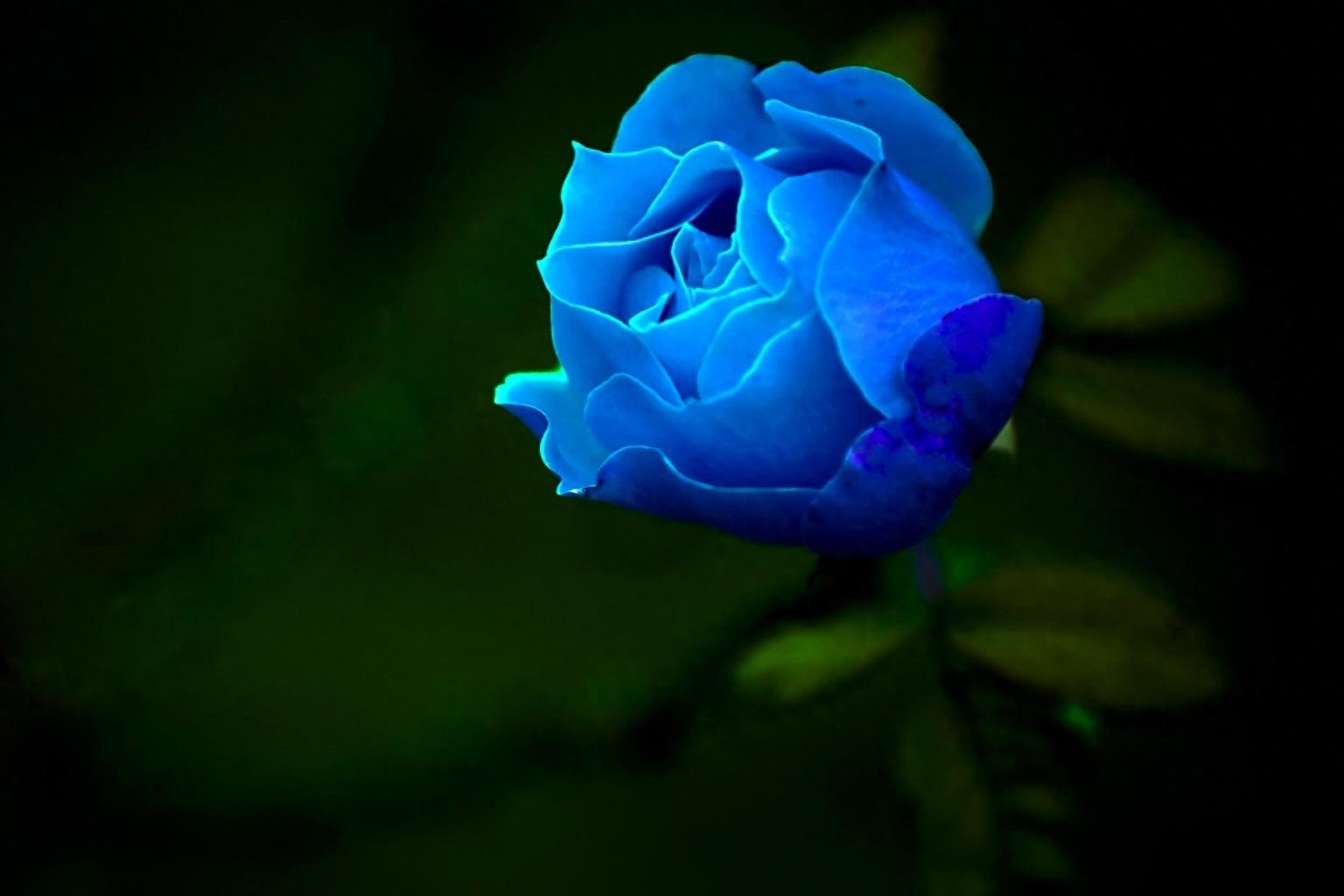 15种爱情之花，花语送给你