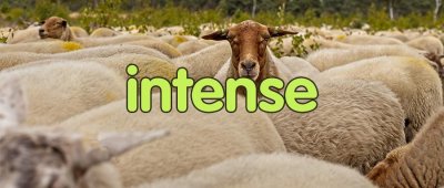 ​每日一词 - intense 详解