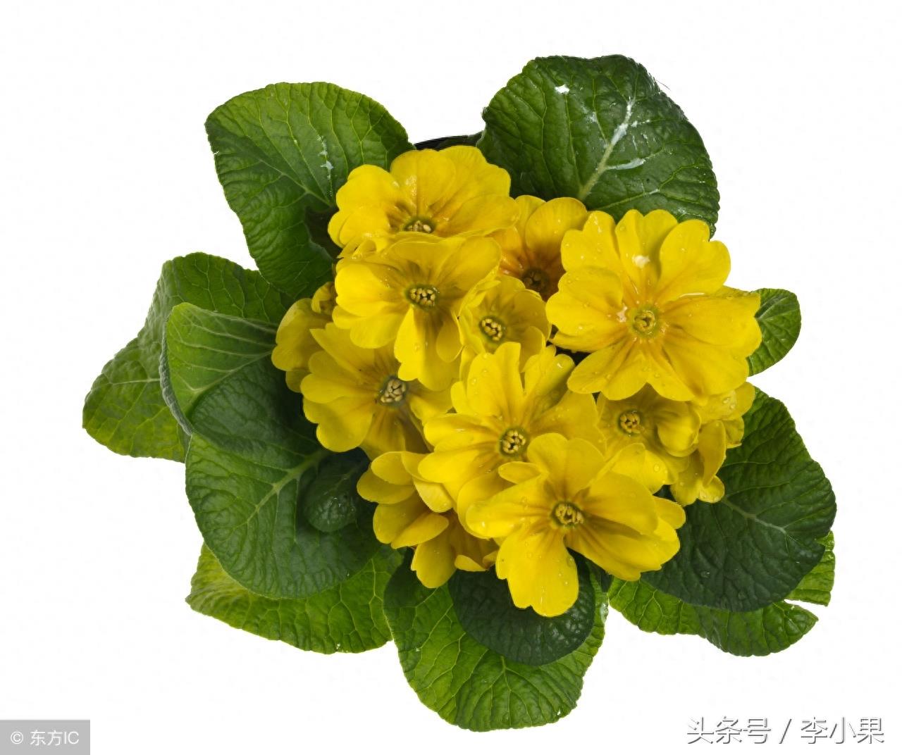 14种黄色的花，明艳多姿，过目不忘，不收藏真是可惜了