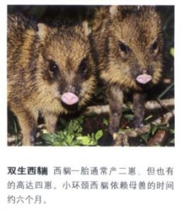 ​哺乳纲动物之西猯科动物