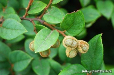 ​每天学习一味中药-檵木