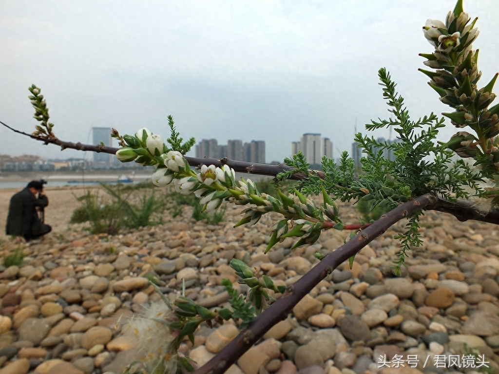 珍稀植物：疏花水柏枝