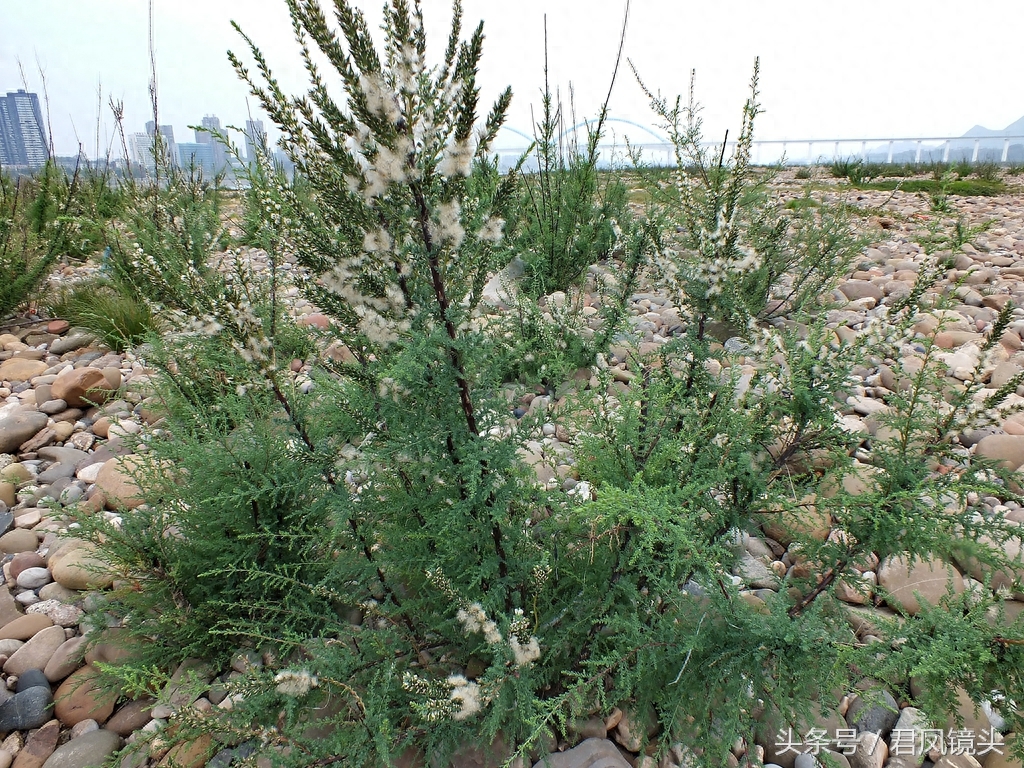 珍稀植物：疏花水柏枝