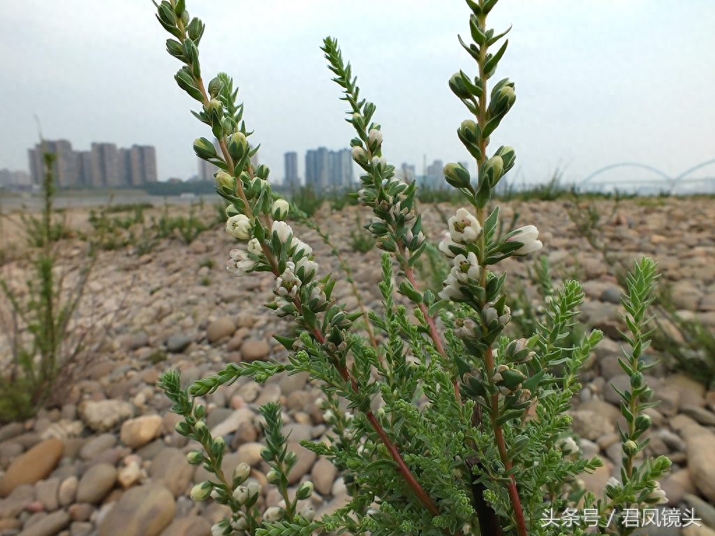 珍稀植物：疏花水柏枝