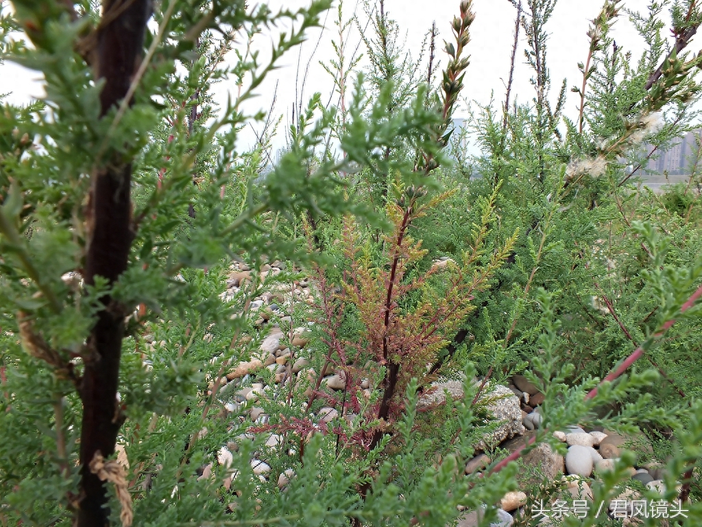 珍稀植物：疏花水柏枝