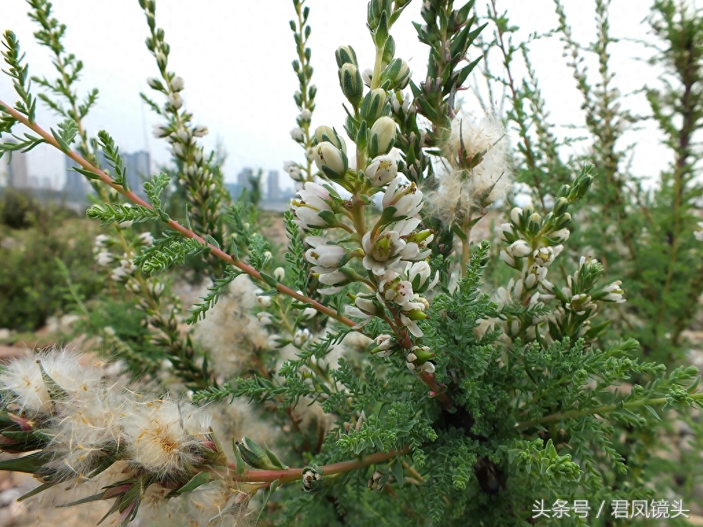 珍稀植物：疏花水柏枝