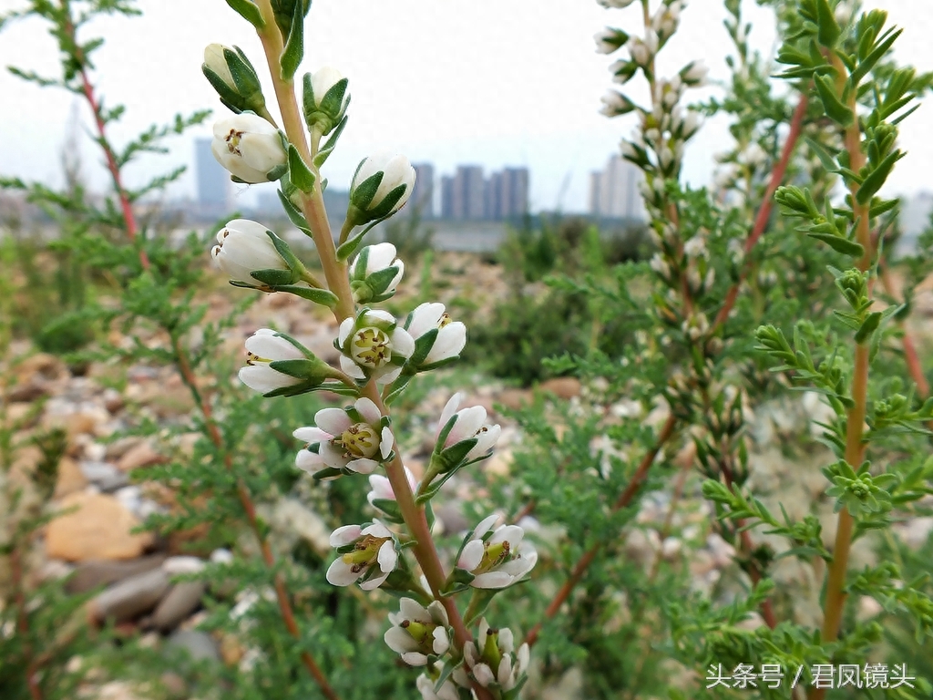 珍稀植物：疏花水柏枝