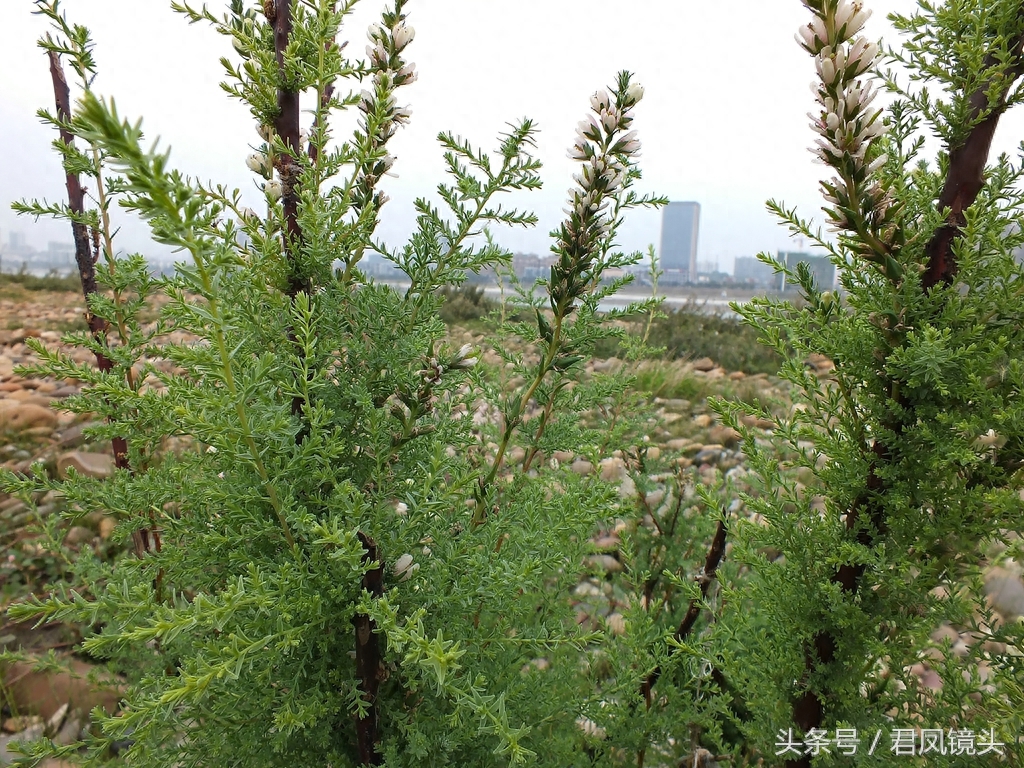 珍稀植物：疏花水柏枝