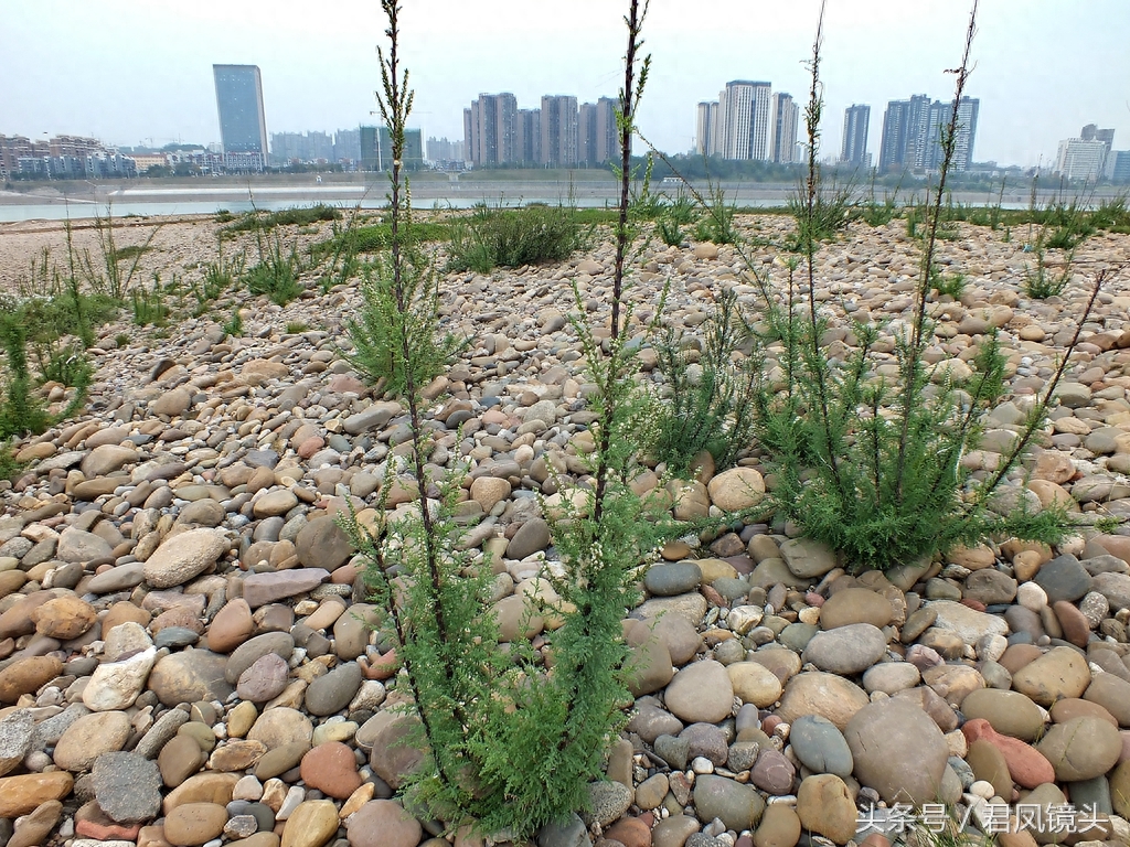 珍稀植物：疏花水柏枝