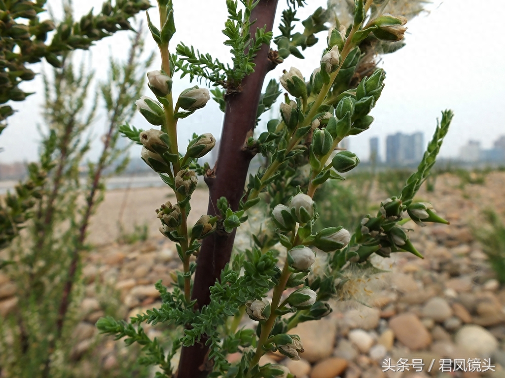 珍稀植物：疏花水柏枝