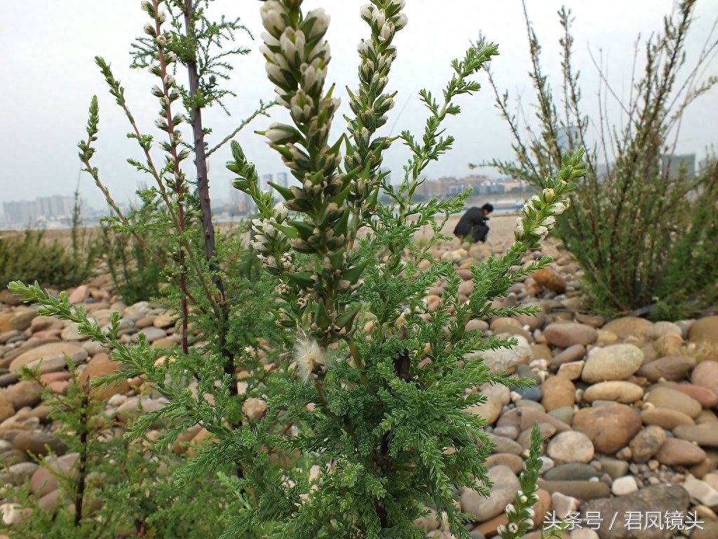 珍稀植物：疏花水柏枝