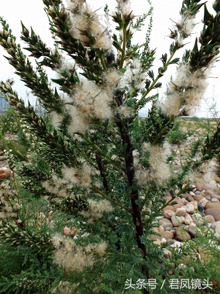 珍稀植物：疏花水柏枝