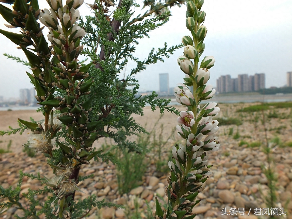 珍稀植物：疏花水柏枝