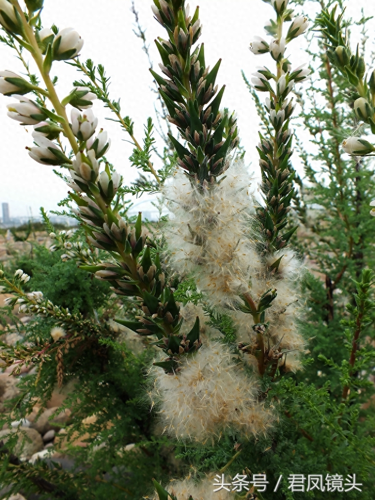 珍稀植物：疏花水柏枝