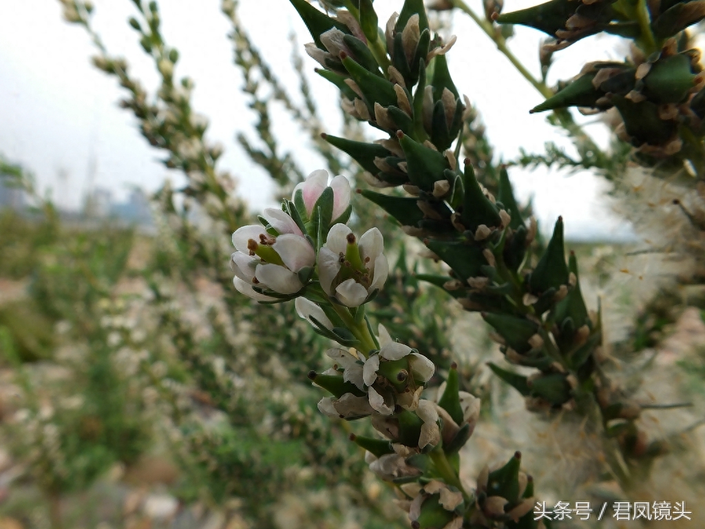 珍稀植物：疏花水柏枝