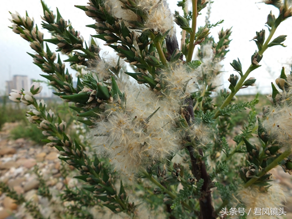 珍稀植物：疏花水柏枝