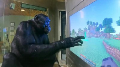 ​大猩猩也会玩《我的世界》了，看一遍视频就能 get 新技能