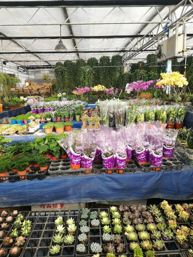 西安大的花卉市场在哪儿（西安最大的花卉市场）(12)