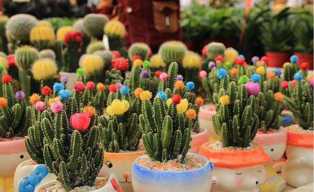 西安大的花卉市场在哪儿（西安最大的花卉市场）(34)