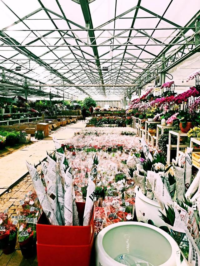 西安大的花卉市场在哪儿（西安最大的花卉市场）(6)