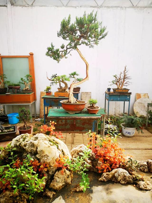 西安大的花卉市场在哪儿（西安最大的花卉市场）(16)