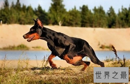 世上最贵的马种,居然是出自这个国家!