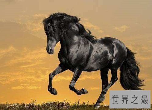 世上最贵的马种,居然是出自这个国家!
