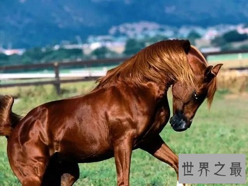世上最贵的马种,居然是出自这个国家!