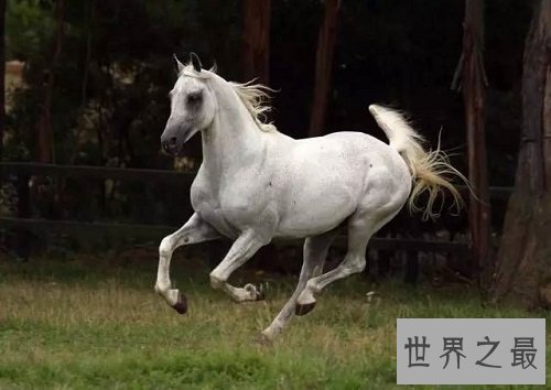 世上最贵的马种,居然是出自这个国家!